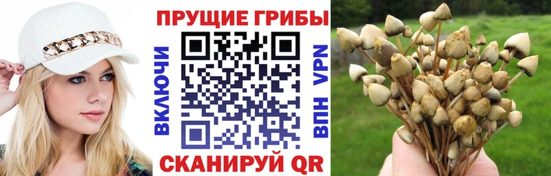 Псилоцибиновые грибы ЛСД  даркнет сайт  Ливны 